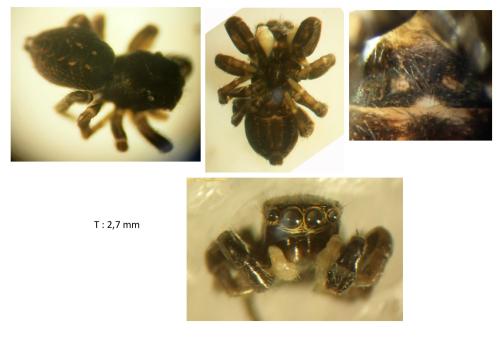 Euophrys sp.